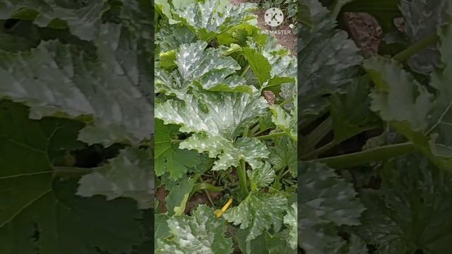 6 июля 2024 обзор огорода. Часть 2. смотреть онлайн