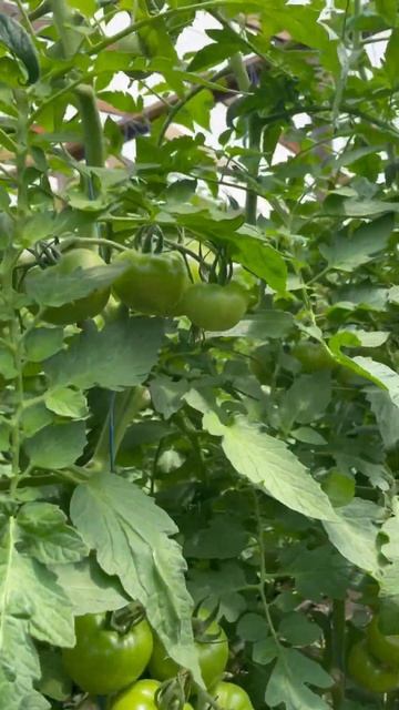 У нас про 🍅 парадайз нагрузка, лист не ломаю #марьянск смотреть онлайн