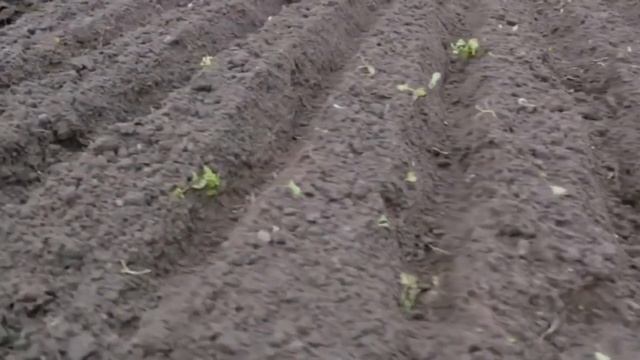 Ръчен плуг TORNADICA