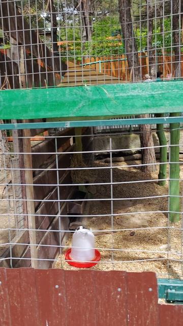 Оленята и страусы в зоопарке олимп Геленджик смотреть онлайн