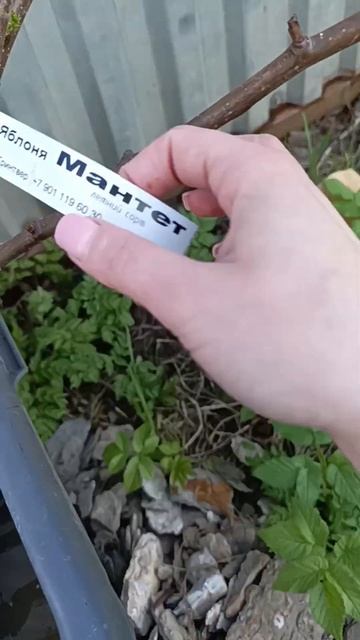 Покупка первых саженцев. #огород #дача #саженцы #груши # смотреть онлайн