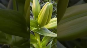 Как посадить лилии. Выгонка лилии в теплице