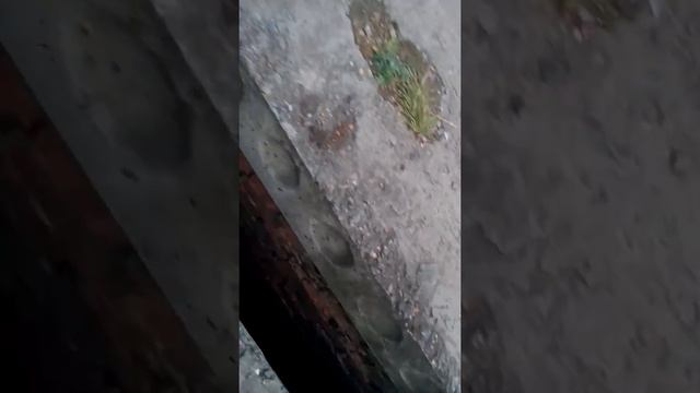 Забор ха номер 1 смотреть онлайн