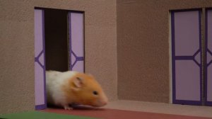 Хомяк побег от голубого монстра в саду Бана Бан 🐹 Лабиринт хомяка в реальной жизни