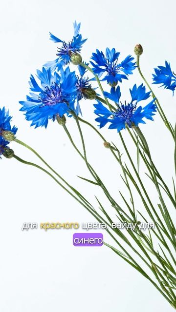 Натуральные растения для красок #дача #рассада #сад #ог смотреть онлайн