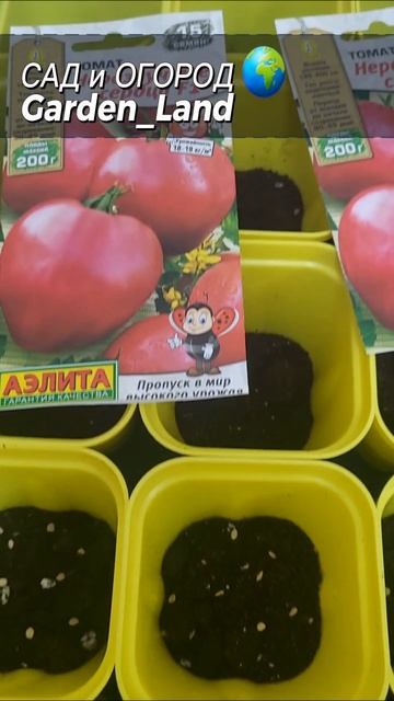 Как сеять томаты #shorts #посев #рассада #gardening #landscape #семе смотреть онлайн