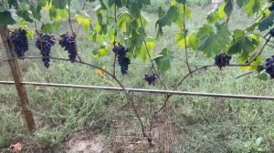 Одноплоскостная шпалера в два яруса. Сото винограда Ф?