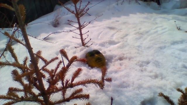 Перевал Дятлова.Личный архив Врунцевича. смотреть онлайн