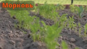 🍅ЛУННЫЙ ПОСЕВНОЙ КАЛЕНДАРЬ на АПРЕЛЬ🥦LUNAR SOWING CALENDAR for