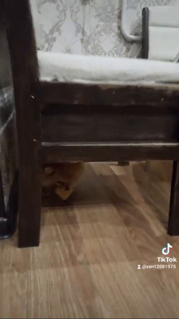шпиц ника