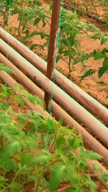 Опыление томатов #agro #теплица #огород #томаты