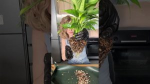 Спатифиллум на фитильный полив! #plants #цветы