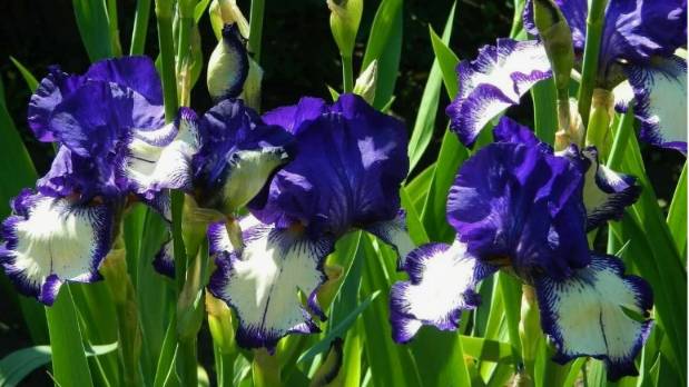 Ирис садовый: уход и выращивание в открытом грунте, виды и сорта смотреть онлайн