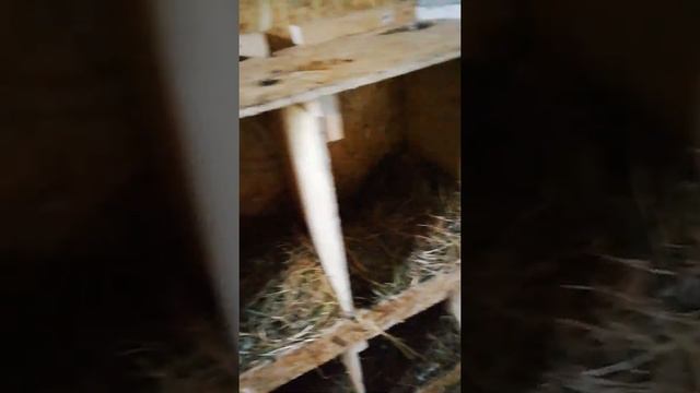 Постройка курятника. смотреть онлайн