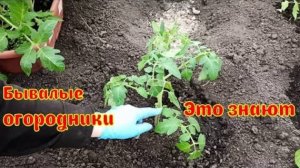 СЕКРЕТ БЫВАЛЫХ ОГОРОДНИКОВ ПРИ ПОСАДКИ РАССАДЫ ТОМАТОВ! САЖАЕМ ПОМИДОРЫ В ТЕПЛИЦУ ИЛИ ОТКРЫТЫЙ ГРУНТ