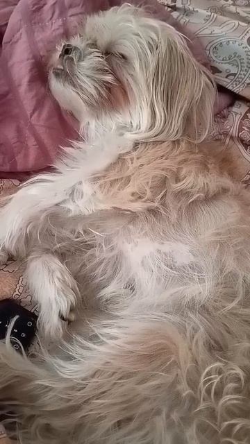 Хорошо что я собакой родился#бакс #щенокшитцу #кот #щен