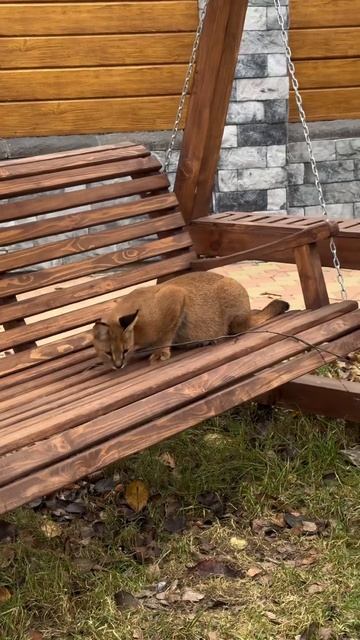 Качели 😀 #caracat #savanna #savannah #caracal #большиекошки смотреть онлайн