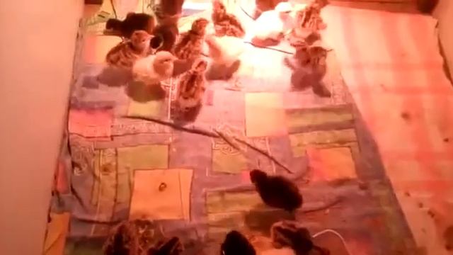 Индюшата 🦃 содержание, уход, и советы 👍 смотреть онлайн