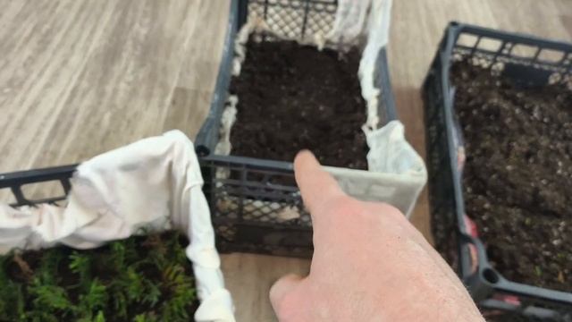 Результат укоренения туи смарагд в зимой😅 смотреть онлайн