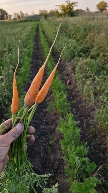 поздний посев моркови конец мая и сильный сорняк резу? смотреть онлайн