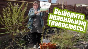 Травы для газона какую лучше выбрать для своего участка