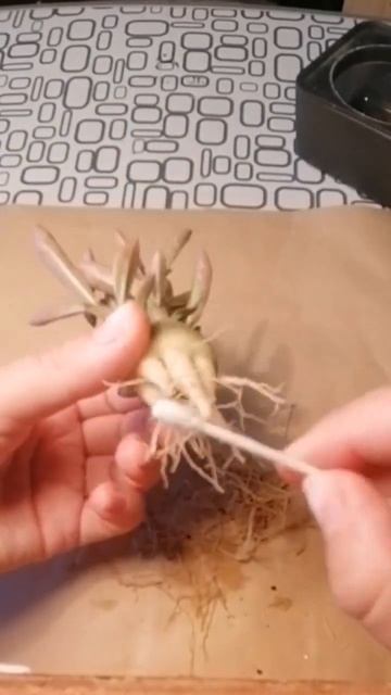 08.07.24 Какой адениум через три месяца после посева семе? смотреть онлайн