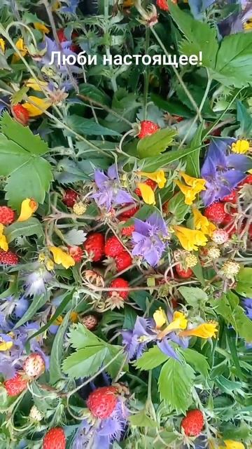 Земляника и Иван-да-Марья смотреть онлайн