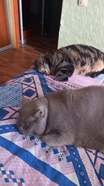 СПЯТ УСТАЛЫЕ КОТЯРЫ😂😂😂#приколы #коты #funny #cute #cats #gato #shorts #shortvideo смотреть онлайн
