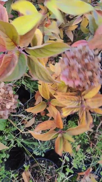 Гортензия сорт 