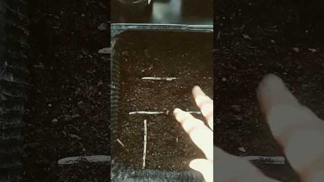 Посев семян помидор март 2023 смотреть онлайн