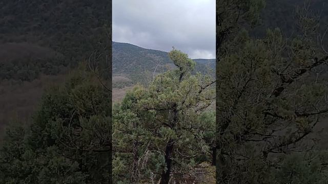Самая высокая гора в Байдарской долине