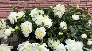 Цветет пион сорта «Дюшес де Немур»