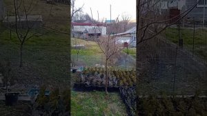 Мини питомник хвойных растений в своем саду.