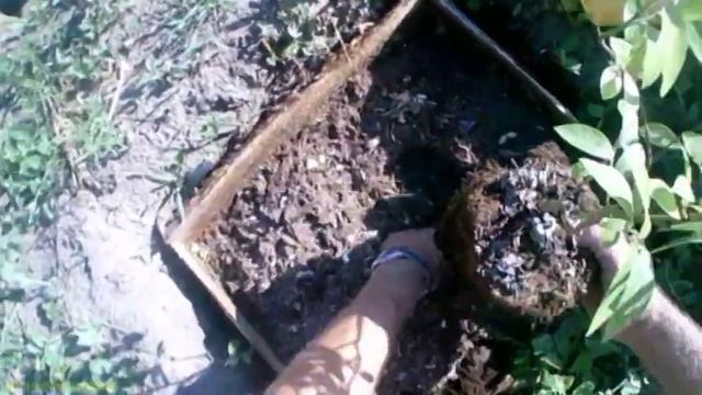 Высадка саженцев в грунт #дачасадогород смотреть онлайн