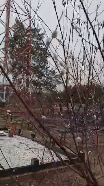 29 февраля - зацвела верба смотреть онлайн