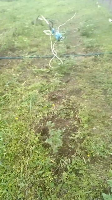 брошенная картошка взошла #природноеземледелие #дача смотреть онлайн