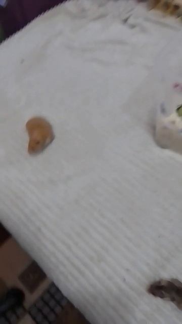 прекрасный огромный выгульный уголок для моих сирийс? смотреть онлайн