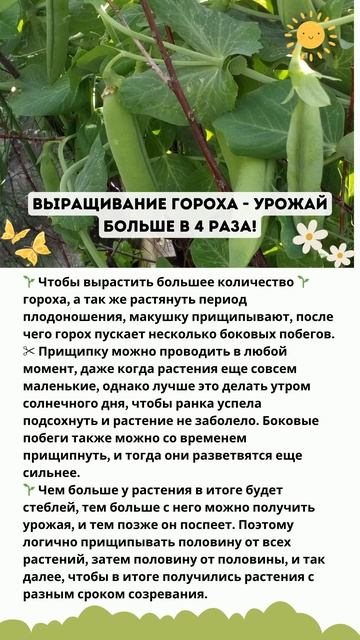 Выращивание гороха - урожай больше в 4 раза! #огород #со? смотреть онлайн