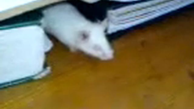 Забавная Мышка )) Funny Mouse )) смотреть онлайн