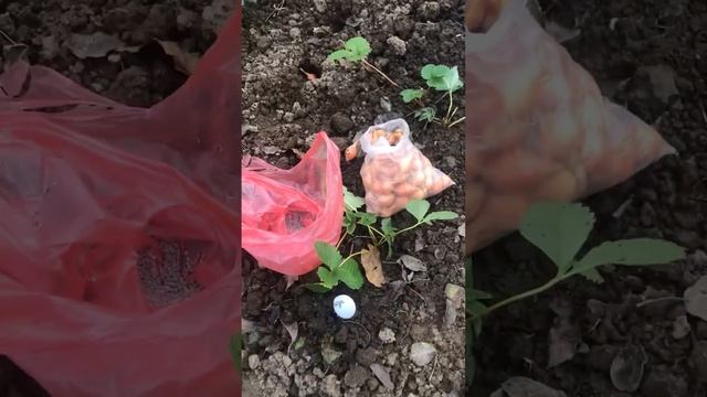 Зручний спосіб посадки часнику і цибулі між рядами по? смотреть онлайн