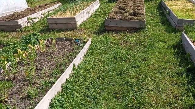 Обзор лука из севка.подкормка лука куриным помётом 23.06 смотреть онлайн