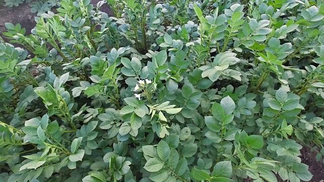 Картофель Сарпо Мира в 2024 году от посадки до пробной к? смотреть онлайн