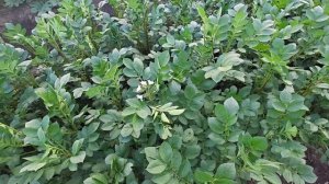 Картофель Сарпо Мира в 2024 году от посадки до пробной к?