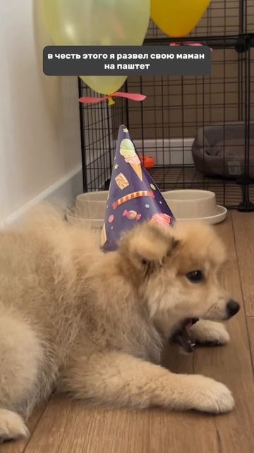 Вас уже 100 🥳❤️ #немецкийшпиц #pomeranian #смех #rek #puppy #смешныевидео #pets