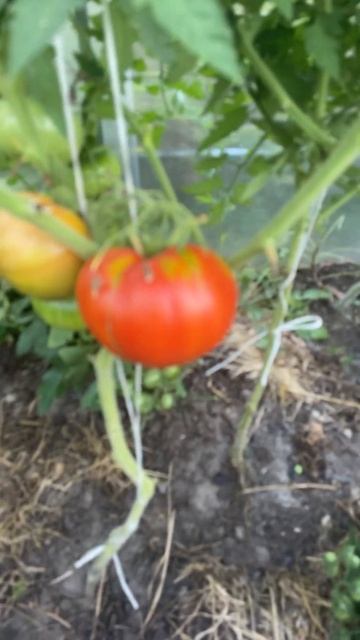 Помните про большие помидоры? смотреть онлайн