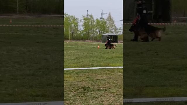 1 Оч/хор Марвил Юнион ТАЙФУН +++ №99 / КЧК ЧЕЛЯБИНСК 3 мая`25 I.Radulovic Моно нем.овчарок