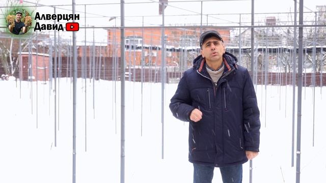 Когда нужно начинать проращивать черенки винограда? смотреть онлайн