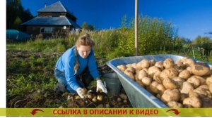 СРЕДСТВО ЗАЩИТНОЕ ОТ СОРНЯКОВ GREEN BELT ГРАУНД 💯 КАКИМ Г?