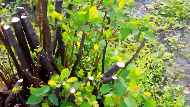 СПИРЕЯ ВАНГУТТА, ОМОЛАЖИВАЮЩАЯ ОБРЕЗКА. смотреть онлайн