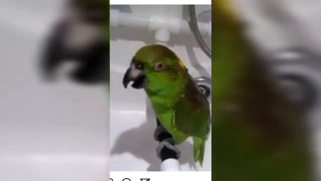 Приколы с попугаями|Лучшая подборка приколов из инстаграмма.